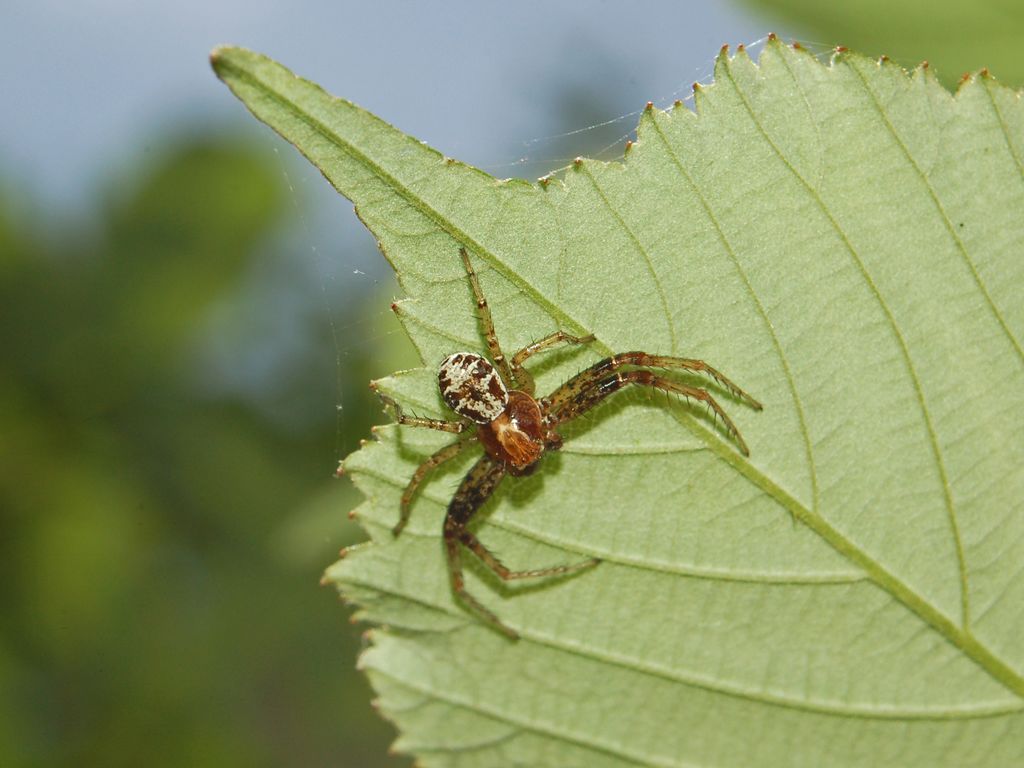 Xysticus sp.